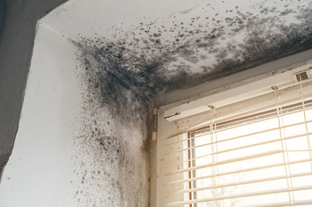 Affordable Mold Cleanup solutions in Somerville, TN
